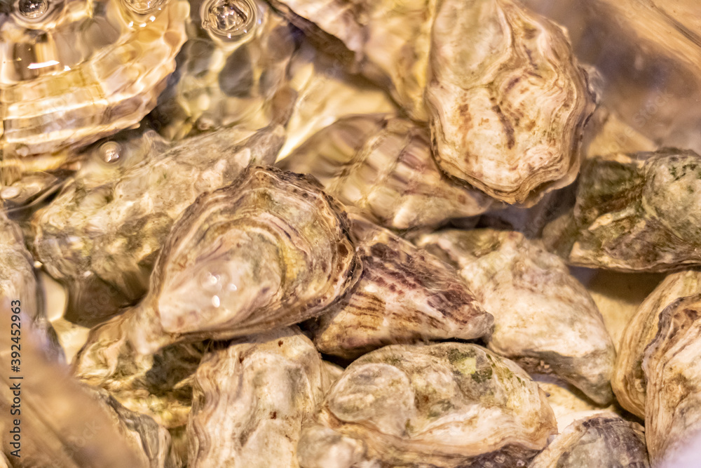 The Oyster seashell in saltwater