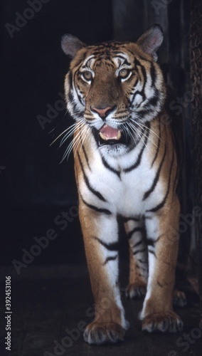 The rarest South China  tiger, Panthera tigris amoyensis, in a breeding center in China