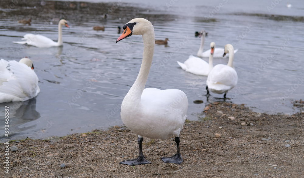 white swans in their natural habitat white swans in their natural habitat