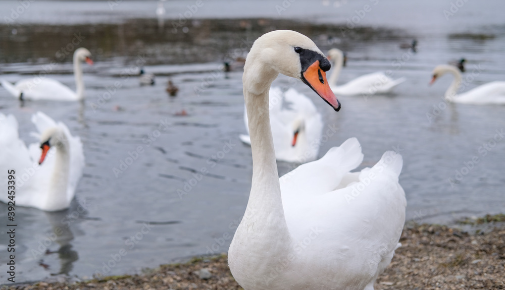 white swans in their natural habitat white swans in their natural habitat