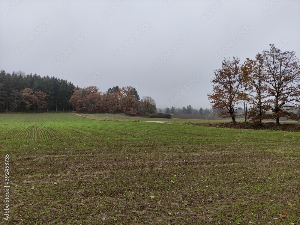 trees in a field trees in a field