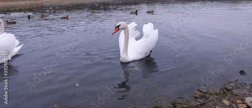 Fototapeta Naklejka Na Ścianę i Meble -  white swans in their natural habitat