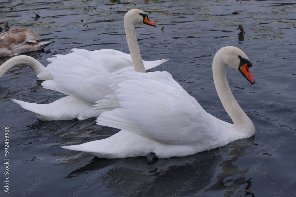 Naklejka premium white swans in their natural habitat