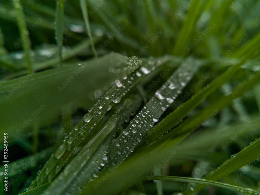 Small drops of morning dew lying on blades of grass