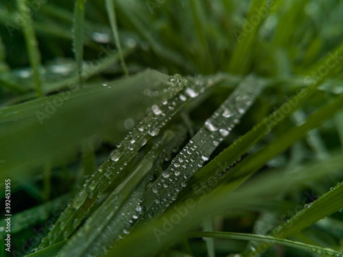 Small drops of morning dew lying on blades of grass