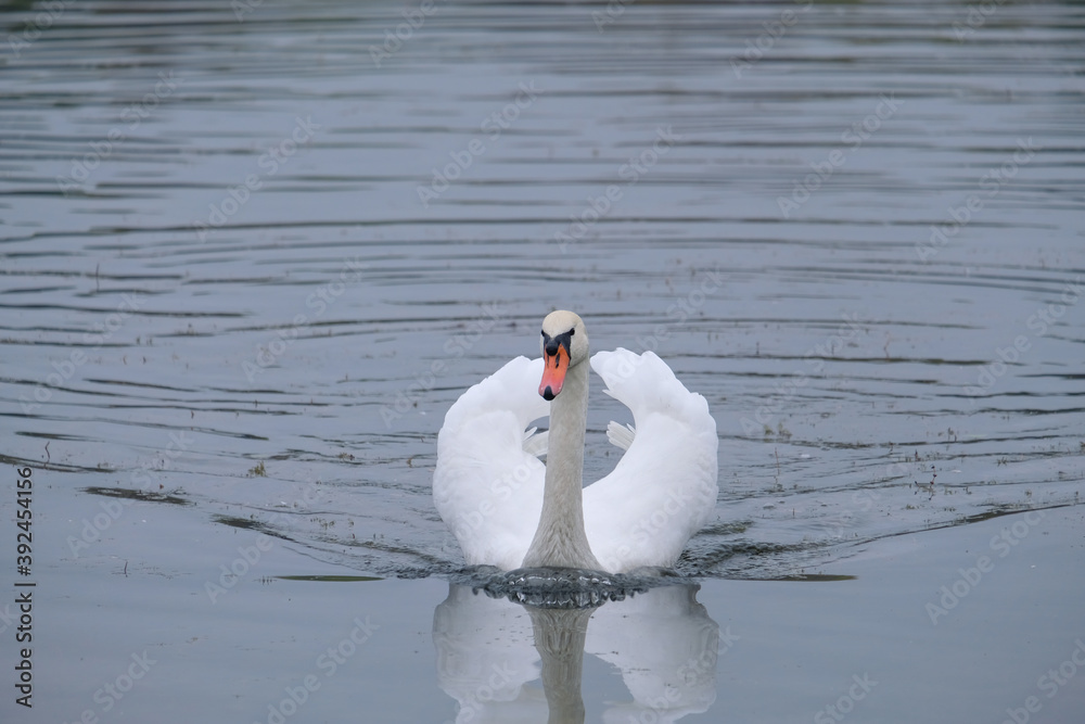 Naklejka premium white swans in their natural habitat