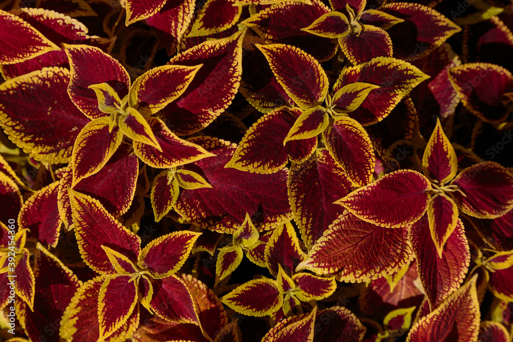 Obraz premium Decorative lawn leaves, red and yellow foliage, abstract nature background