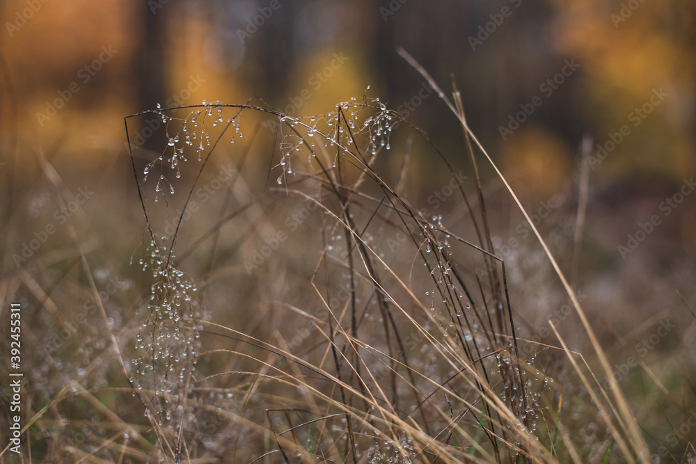 tall grass with dew drops on the background of the autumn forest tall grass with dew drops on the background of the autumn forest