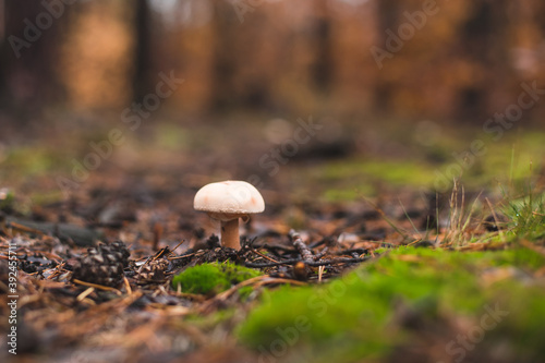 mushrooms in the autumn forest after rain