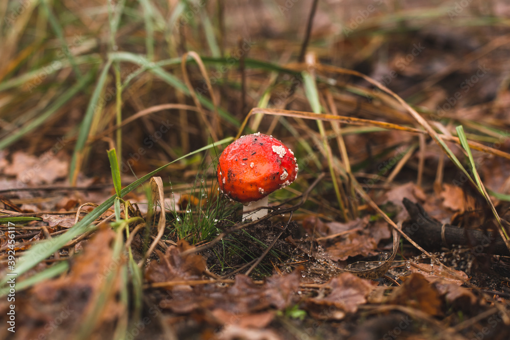 close up view of amanita in the autumn forest after rain close up view of amanita in the autumn forest after rain