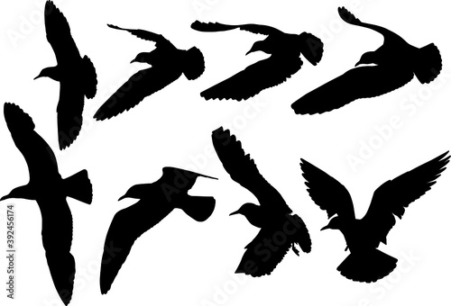 silhouette of black-headed gull (Chroicocephalus ridibundus) on flight, graphic resources, vector on white background