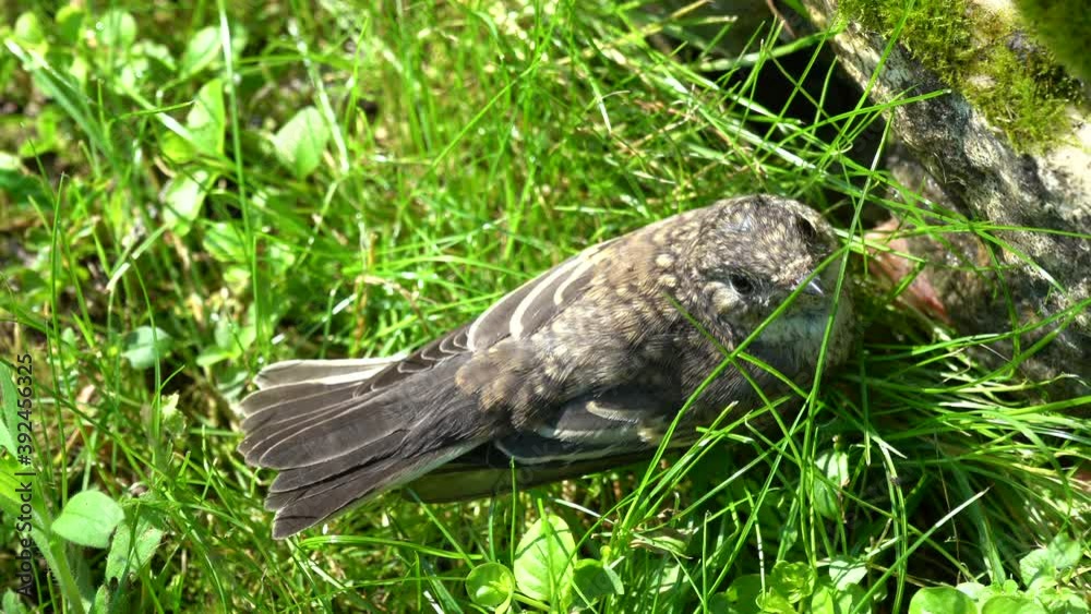 A chick that has fallen out of the nest is closely following the photographer A chick that has fallen out of the nest is closely following the photographer