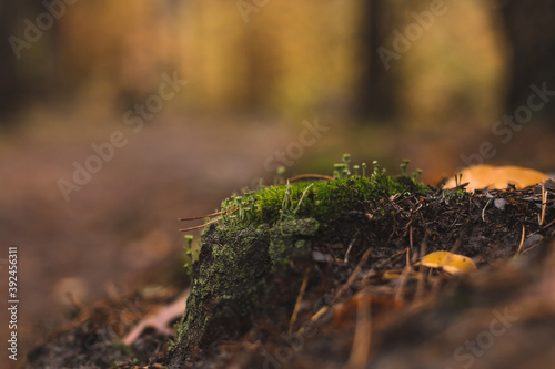 lichen and moss in the autumn forest