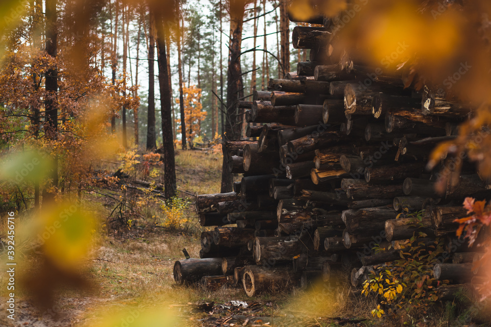 Dark pile of felled pine trees in the autumn forest