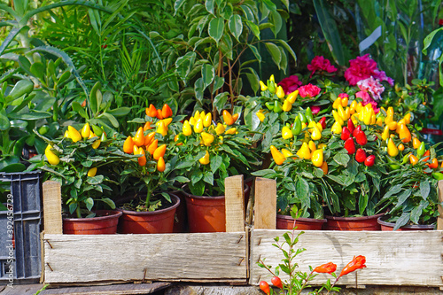 Chili peppers pots