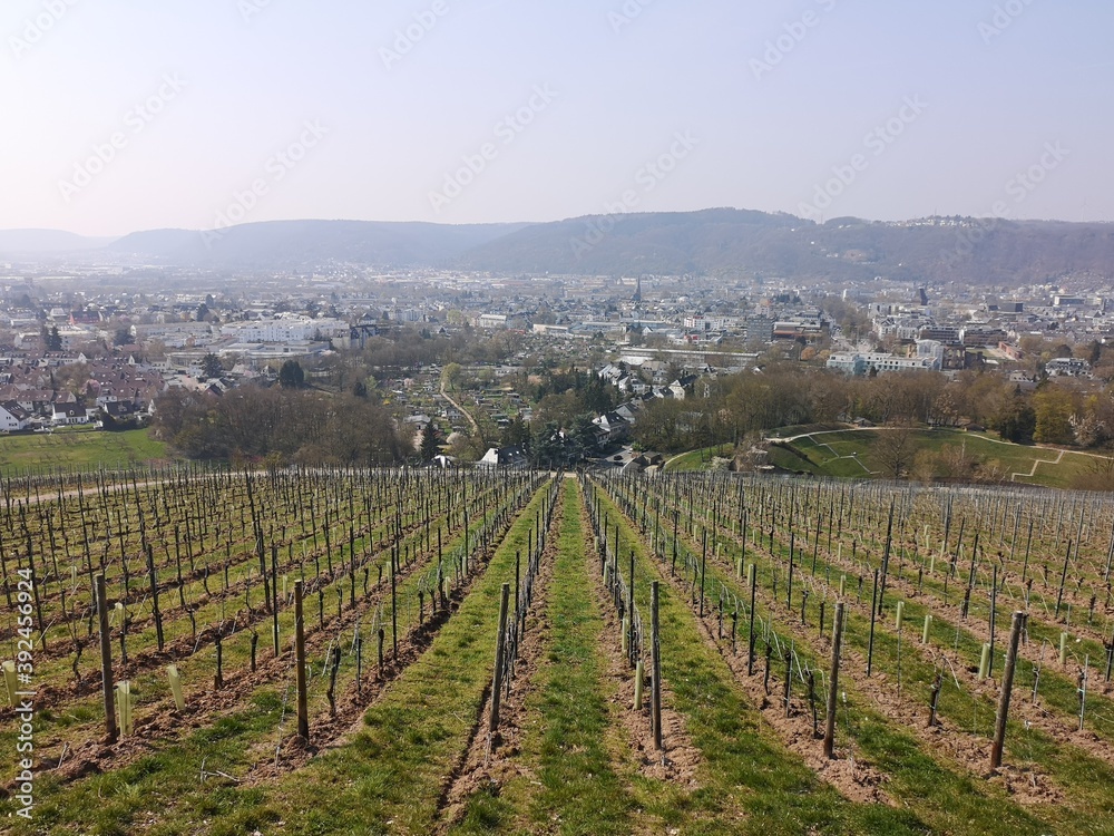 Vine field and a upper view from it to the landscape below Vine field and a upper view from it to the landscape below