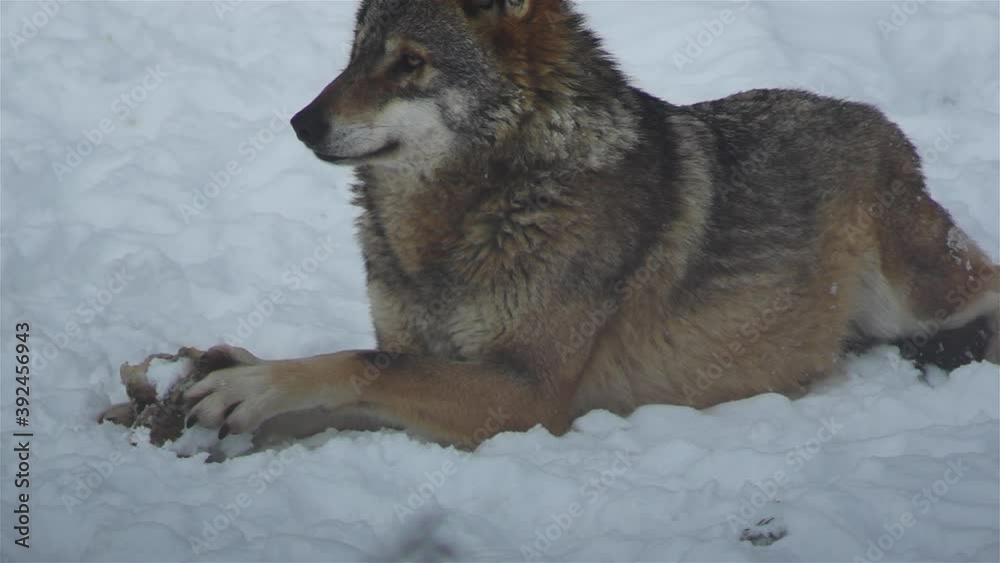 Wolves in the winter time, pack behavior in the snowy forest, on frost when they become tense,cleaned up with video denoiser, slow motion. Wolves in the winter time, pack behavior in the snowy forest, on frost when they become tense,cleaned up with video denoiser, slow motion.