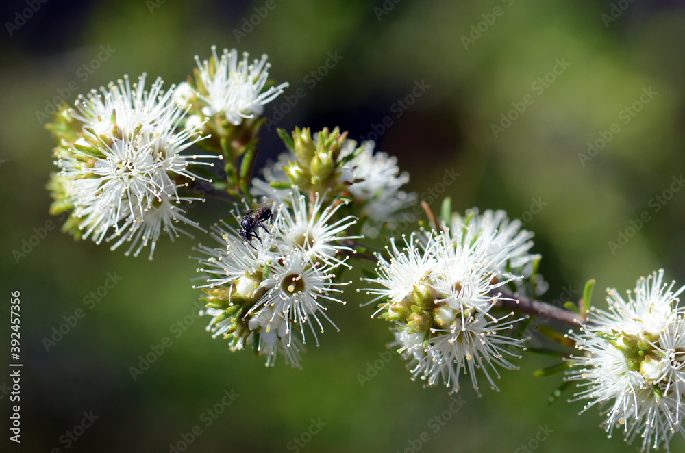 Native bee on white, honey-scented flowers of the Australian native Kunzea ambigua, tick bush, growing in Sydney, Australia. Family Myrtaceae Native bee on white, honey-scented flowers of the Australian native Kunzea ambigua, tick bush, growing in Sydney, Australia. Family Myrtaceae