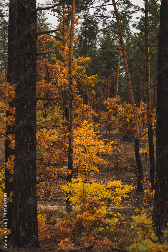 pretty yellow autumn trees in the pine forest