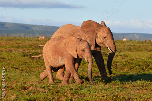 Sticker Two African elephants walking together