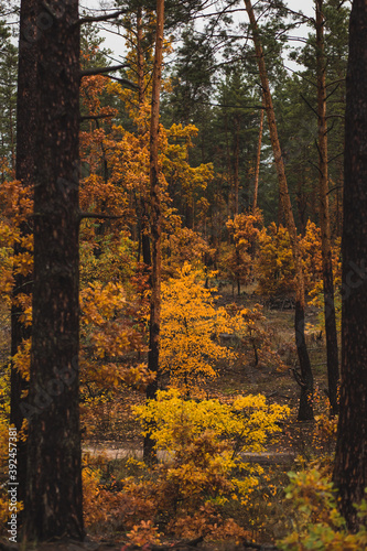 pretty yellow autumn trees in the pine forest