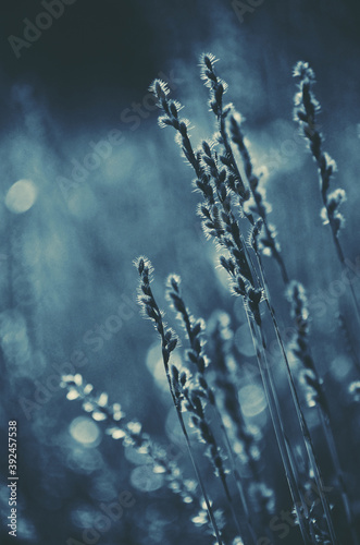 Blue reeds in soft afternoon light. Vintage retro cyanotype photographic effect.