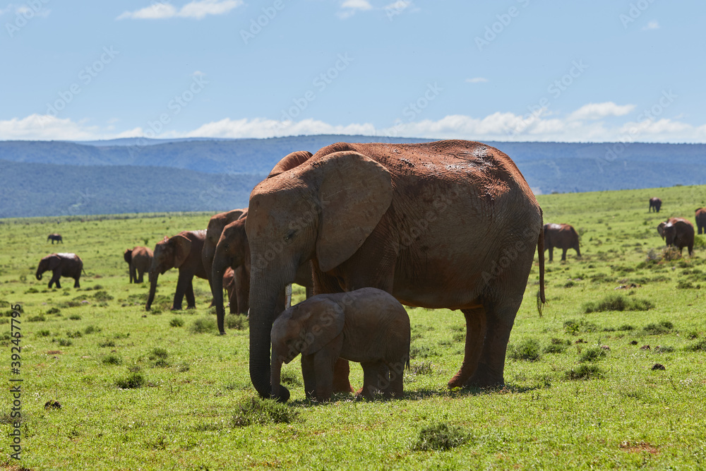 Fototapeta premium Mother and calf African elephant