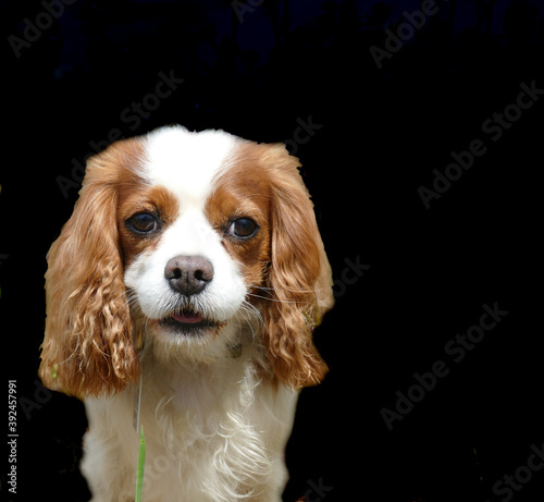 isolated portrait of a Cavalier King Charles Spaniel dog against black background