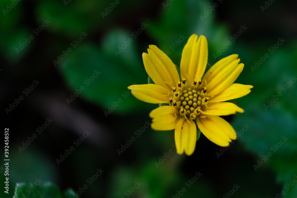 yellow flower in the garden yellow flower in the garden