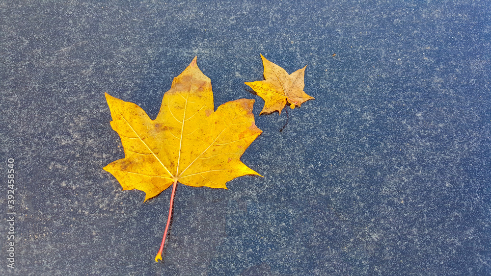 Two yellow maple leaves lying on the ground. Autumn and weather forecast concept. Two yellow maple leaves lying on the ground. Autumn and weather forecast concept.