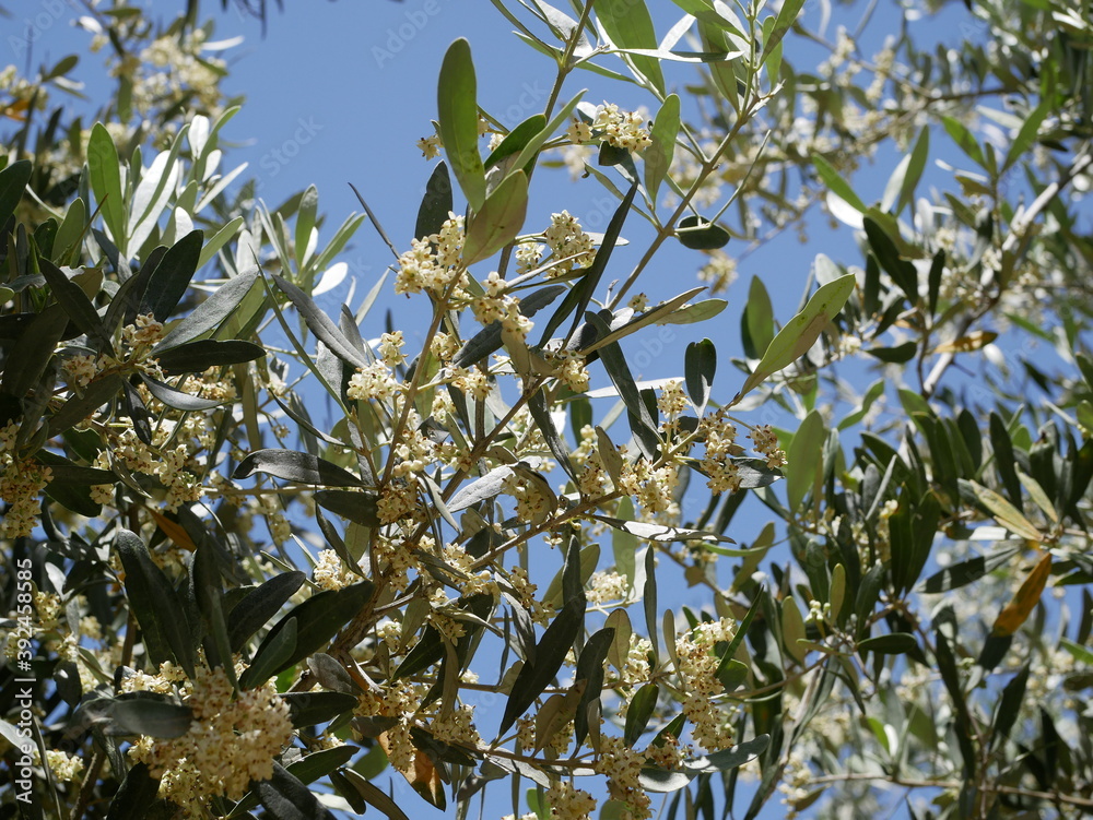 The small beige flowers of the olive tree bloomed on a sling summer day on the farm. Growing environmentally friendly products. The small beige flowers of the olive tree bloomed on a sling summer day on the farm. Growing environmentally friendly products.