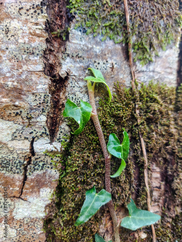 en el bosque, In the woods, flora, Otoño