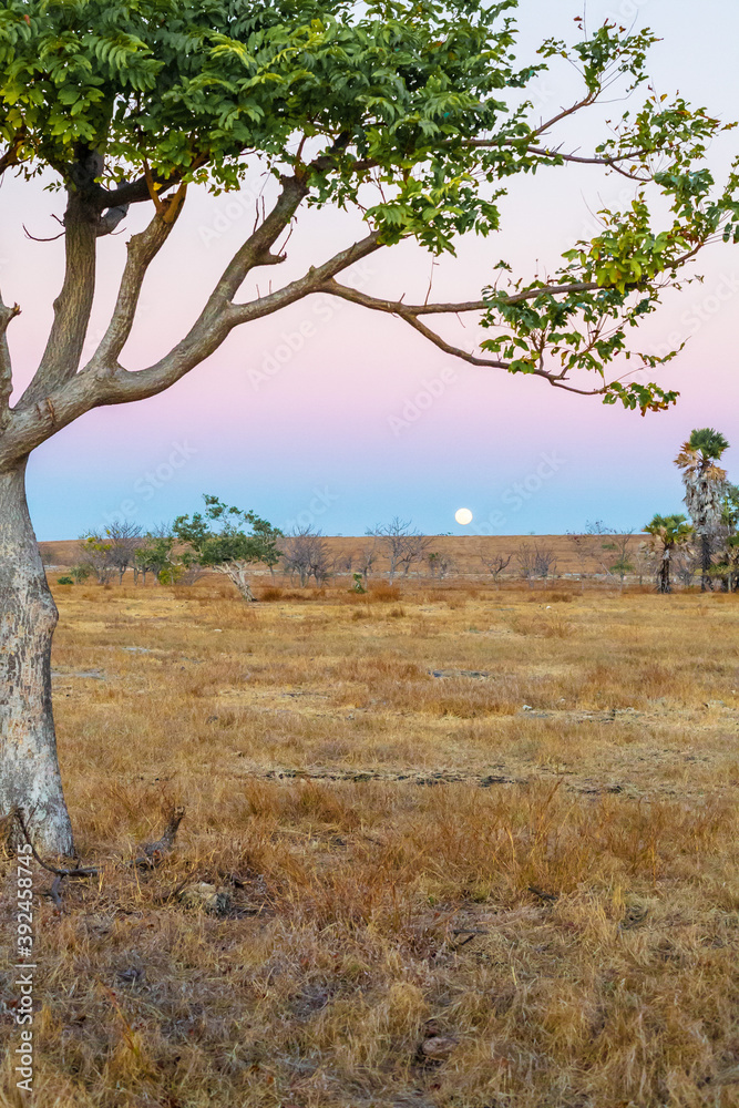 Fototapeta premium The dry and hot environment of sumba island, indonesia