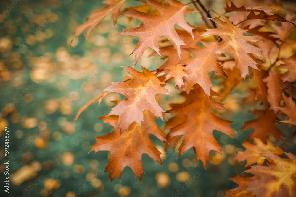 Fototapeta premium autumn leaves background
