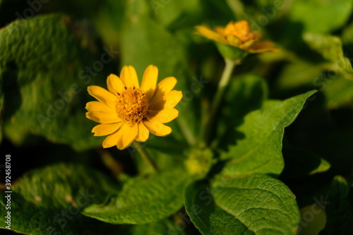 yellow flower in the garden