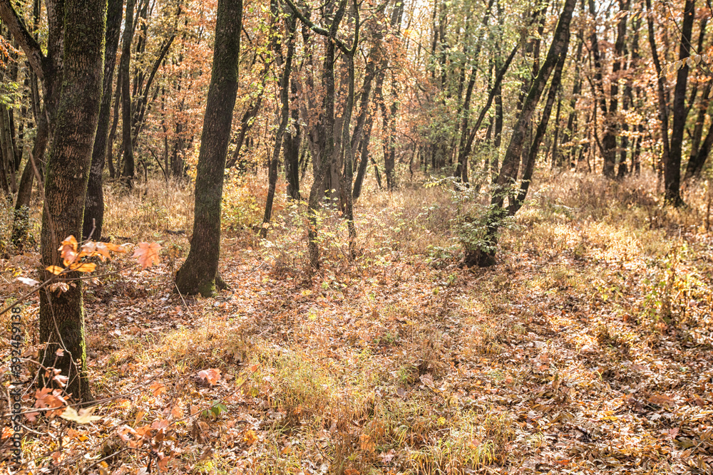 Autumn deciduous forest. City Park. Stavropol. Caucasus.