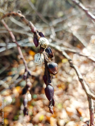 en el bosque, In the woods, flora, Otoño