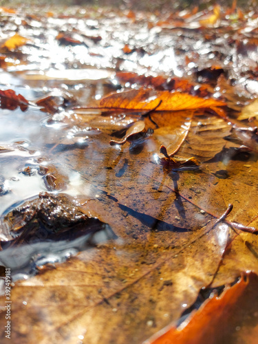 en el bosque, In the woods, flora, Otoño