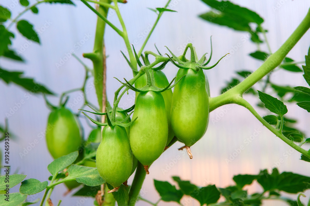 Clusters of green ripening tomatoes. Organic farming, growing young tomato plants in the greenhouse. Clusters of green ripening tomatoes. Organic farming, growing young tomato plants in the greenhouse.
