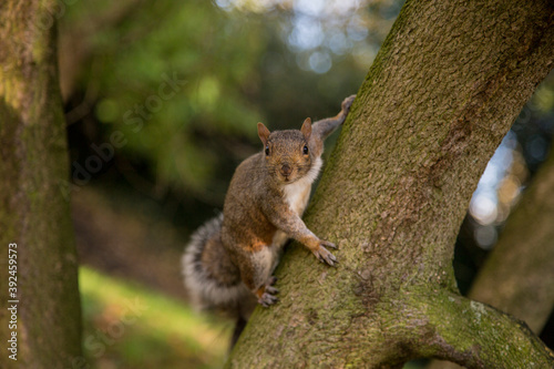 Squirrel on the tree in the London park  © annapanic