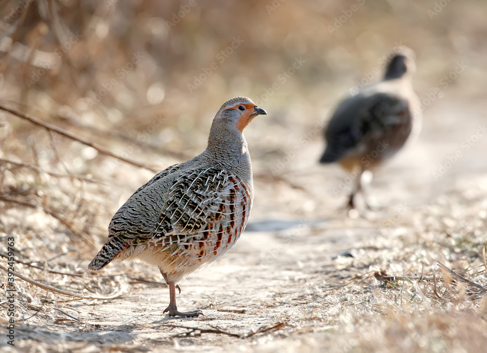 The gray partridge (Perdix perdix) close-up portrait in natural habitat. Detailed photos of plumage The gray partridge (Perdix perdix) close-up portrait in natural habitat. Detailed photos of plumage