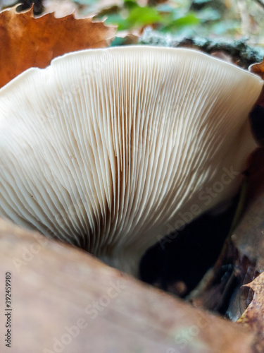 en el bosque, In the woods, flora