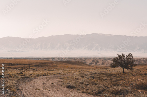 Rural desert road in desert mountains through canyon with view of desert mountains under dusty misty sky in Charyn canyon. Charyn National Park in Kazakhstan. Lonely tree in desert mountains
