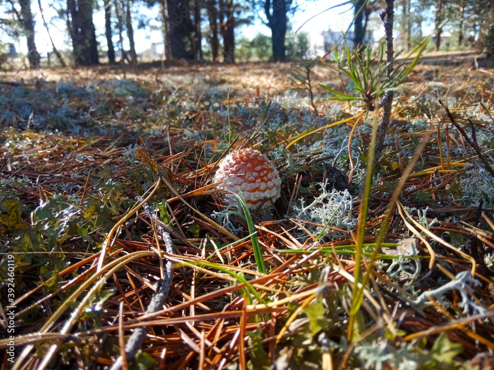Red fly agaric in a pine forest Red fly agaric in a pine forest