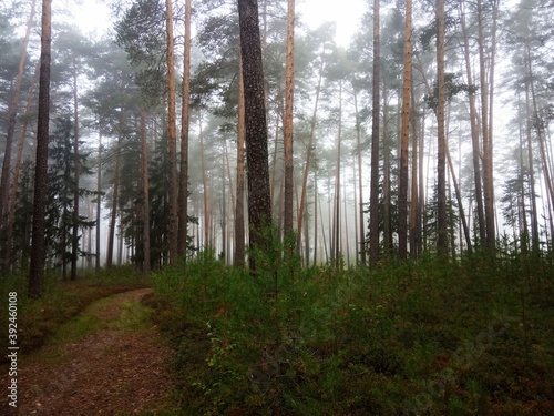 Morning fog in the pine forest