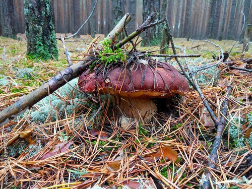 White mushroom in the forest under the branches