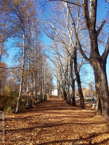 Trees in the Park, autumn