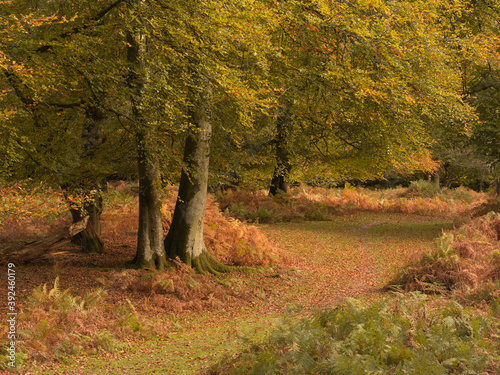 A woodland path in Autumn in the New Forest  Hampshire  UK
