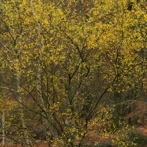 A small tree in Bolderwood, New Forest, Hampshire, showing an explosion of yellow.