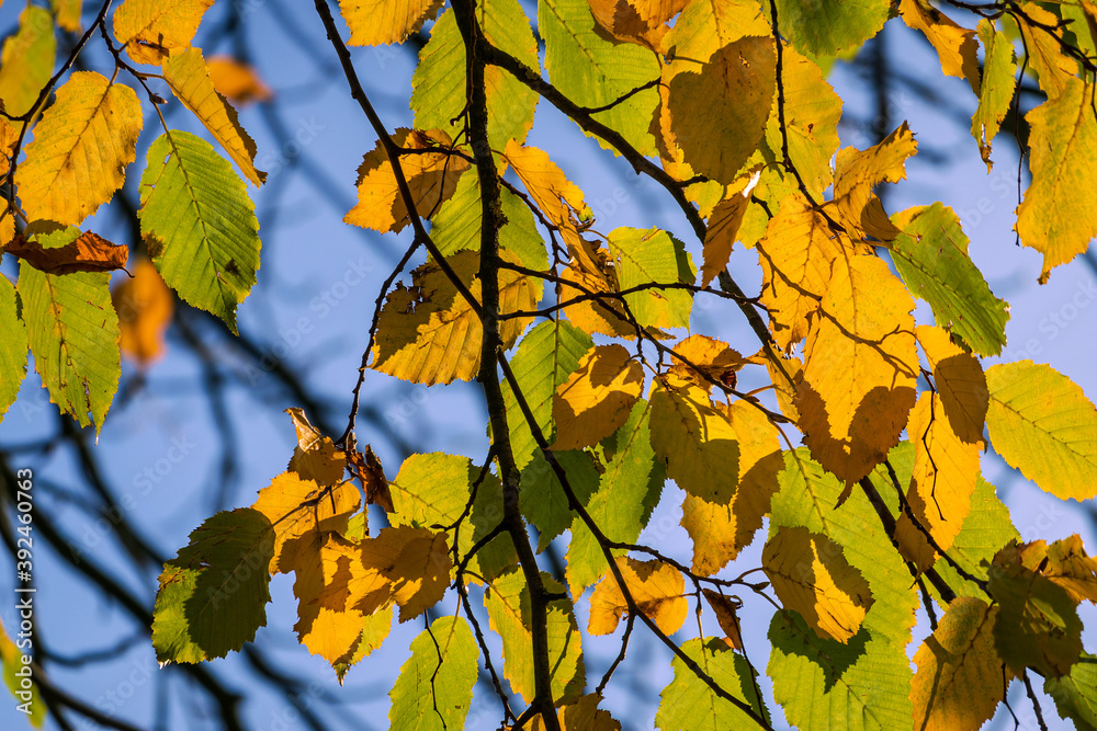 Blick auf herbstlich gefärbte Blätter in der Hansestadt Rostock Blick auf herbstlich gefärbte Blätter in der Hansestadt Rostock